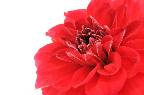 Красная Лилия — стоковое фото