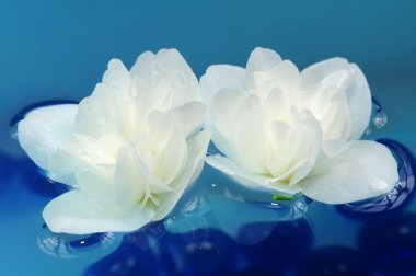 Pretty White Jasmine Flowers Floating on Water clipart