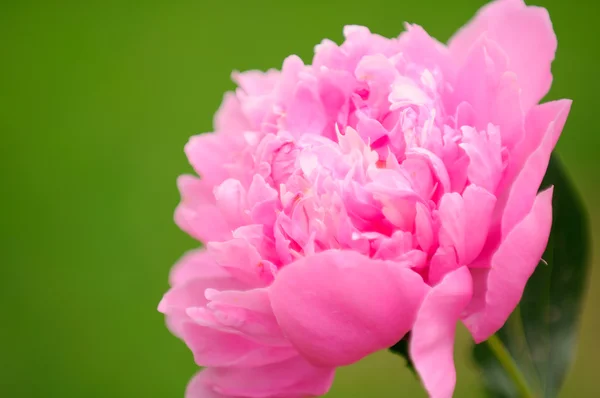 Mooie roze pioenroos bloem — Stockfoto