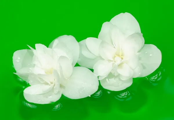Piękne białe kwiaty jaśminu na wodzie — Zdjęcie stockowe