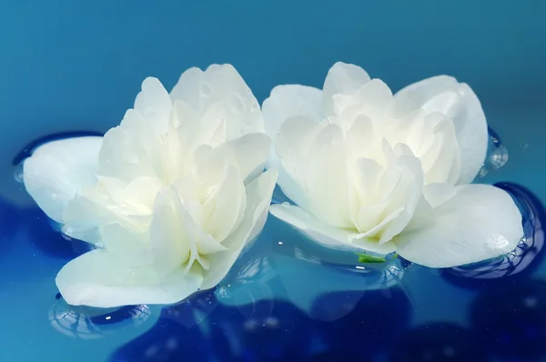 Jolies fleurs de jasmin blanc flottant sur l'eau — Photo