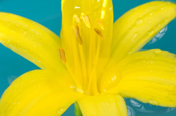 Όμορφο κίτρινο κρίνος λουλούδι στο νερό — Φωτογραφία Αρχείου