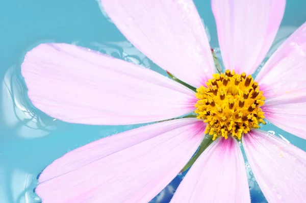 Cosmos de jardim rosa (Aster mexicano) Flor na água Close-Up — Fotografia de Stock