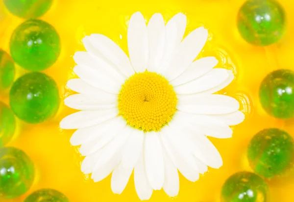 Prachtige daisy flower op water — Stockfoto