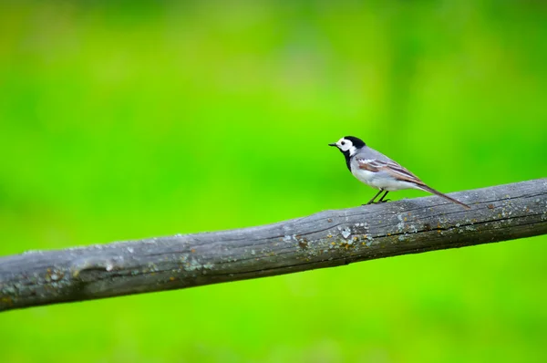 White Wagtail Bird Sitting on Perch — Stock Photo, Image