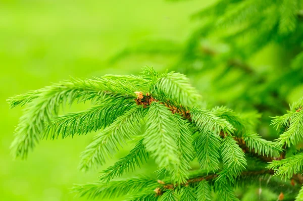 Gröna gran träd grenar — Stockfoto