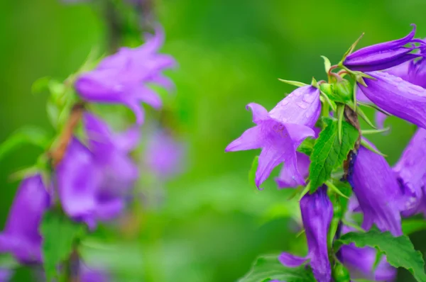 Giant Bellflower with Water Drops on Flower Bed — Stock Photo, Image