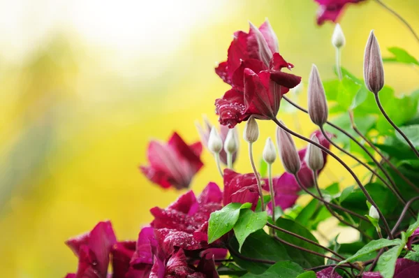 Vinrött clematis blommor och knoppar med vattendroppar — Stockfoto