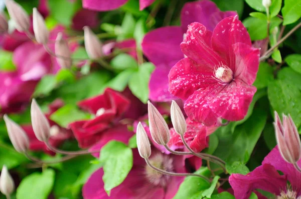 Vacker vinröd clematis blommor och knoppar — Stockfoto