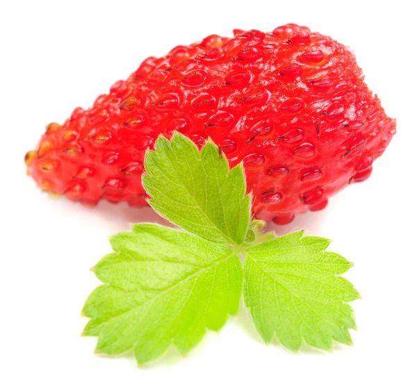 Wild Strawberry with Green Leaf — Stock Photo, Image