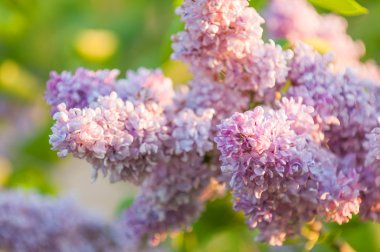 Beautiful Lilac (Syringa) Flowers clipart