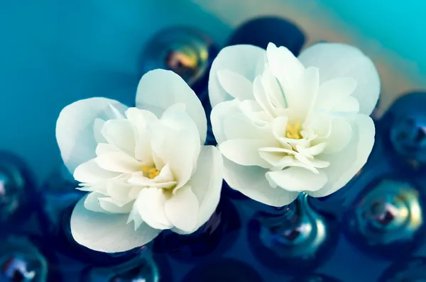 Нежные белые жасминовые цветы на воде — стоковое фото