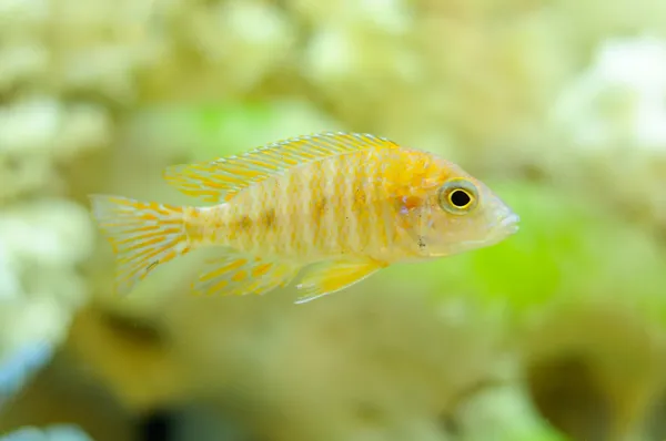 Aulonocara Baenschi (Benga Peacock) Fish in Aquarium — Stock Photo, Image