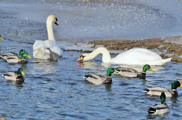 Крижень качки і лебеді, купання в озері — стокове фото