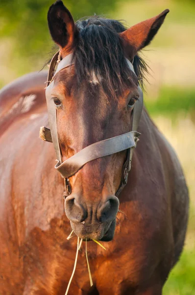 Brown Horse Eating Grass — Stock Photo, Image