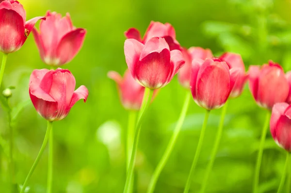 stock image Beautiful Red Tulips on Flower Bed in the Garden in Spring