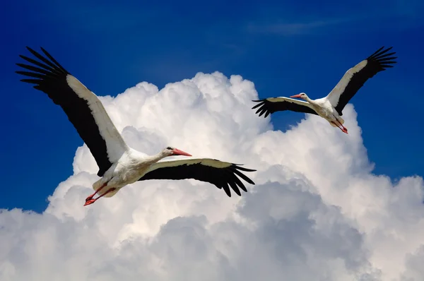 Cegonhas voando no céu com asas espalhadas — Fotografia de Stock