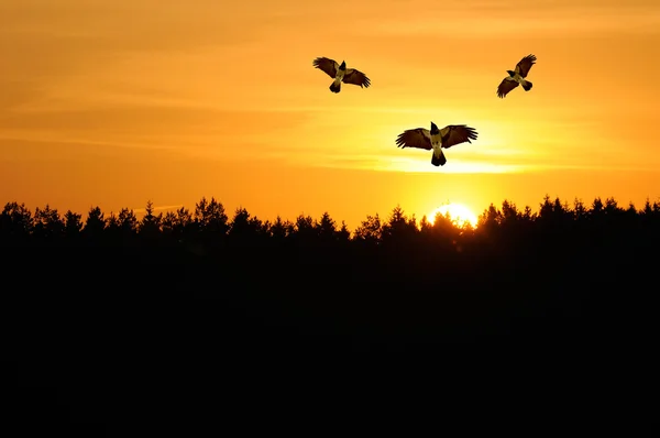 석양에 하늘을 날고 두건이 있는 까마귀 — 스톡 사진