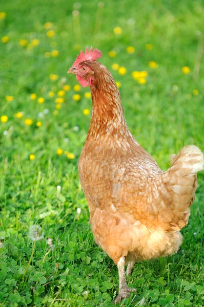 Röd Kyckling i trädgården — Stockfoto