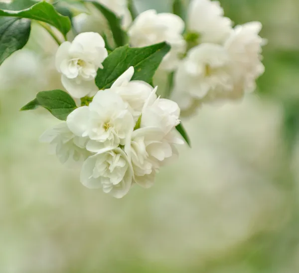 Όμορφα λευκά άνθη γιασεμιού — Φωτογραφία Αρχείου
