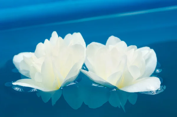 Hermosas flores de jazmín blanco en agua azul — Foto de Stock