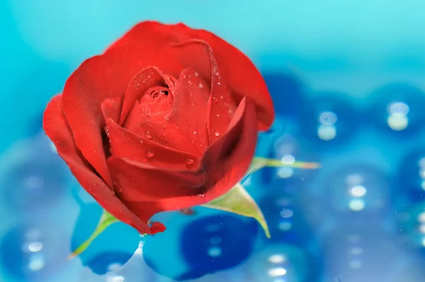Vacker röd ros med daggdroppar på vatten — Stockfoto