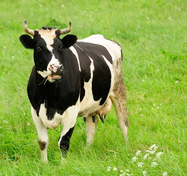 Verrast koe — Stockfoto