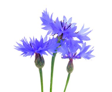 Beautiful Cornflowers clipart