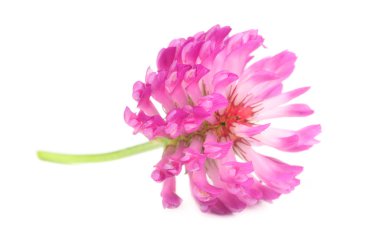 Red Clover Flower Isolated on White Background clipart