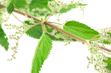 Flowering Stinging Nettle (Urtica Dioica) clipart