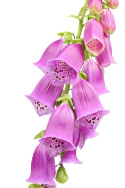 Mor yüksükotu (Digitalis Purpurea) çiçekler