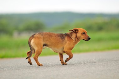 Dog Walking Down the Road clipart