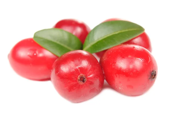 Large Cranberries with Green Leaves — Stock Photo, Image
