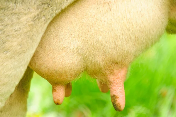 Uier van de koe — Stockfoto
