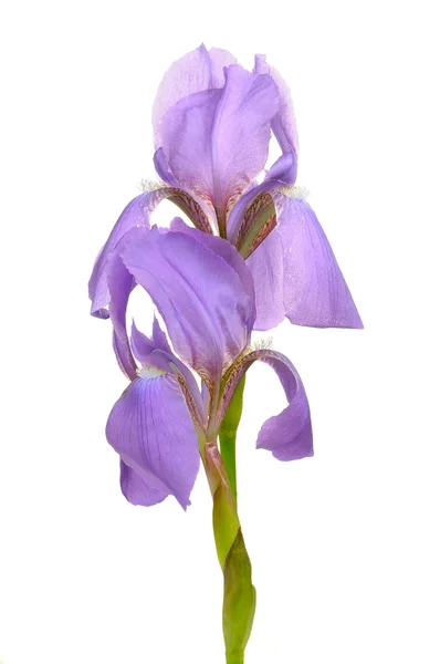 Hermosa flor de la bandera azul (Iris ) —  Fotos de Stock