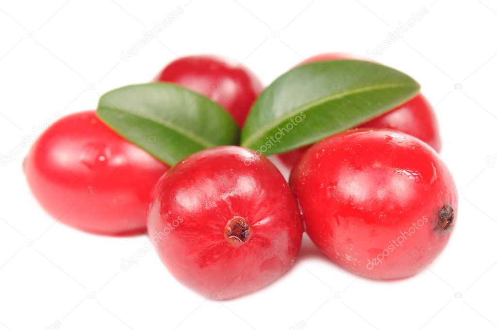 Large Cranberries with Green Leaves