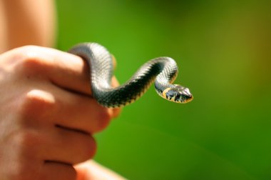 Elinde ortak su yılanı (Natrix)