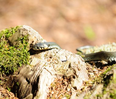 Su ahşap kütük üstünde sürünerek yılanı (Natrix)