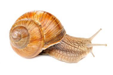 Roman (Edible) Snail Isolated on White Background clipart