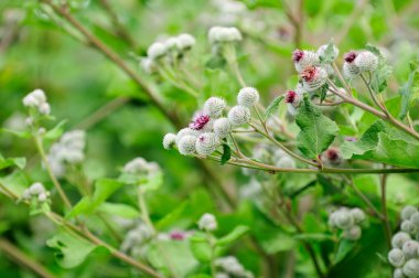 Çiçeklenme ile yünlü dulavratotu (Arctium Tomentosum)