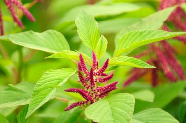 Amaranth (Love-Lies-Bleeding) çiçek yatakta