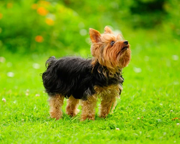 夏の芝生の上のヨークシャー テリア犬 — ストック写真