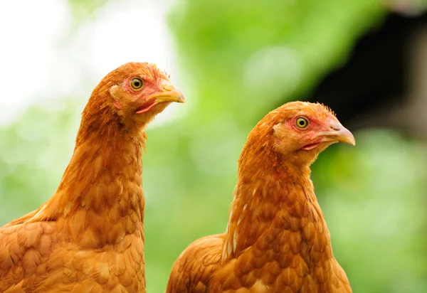 Zwei rote Hühner — Stockfoto