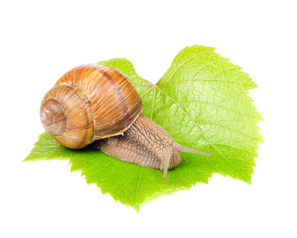 Roman (Edible) Snail on Grape Leaf