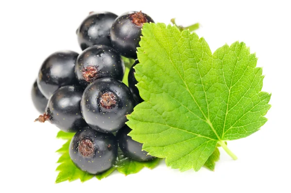 Svarta vinbär med gröna blad — Stockfoto