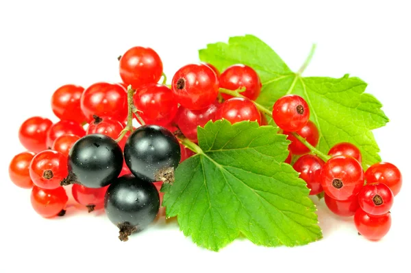 Red and Black Currants with Green Leaves — Stock Photo, Image