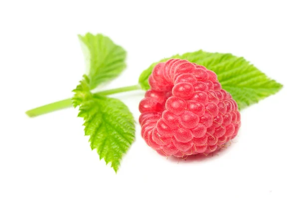 Red Raspberry with Green Leaf — Stock Photo, Image
