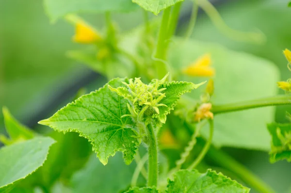 Buds on Green Cucumber Plant — Stock Photo, Image