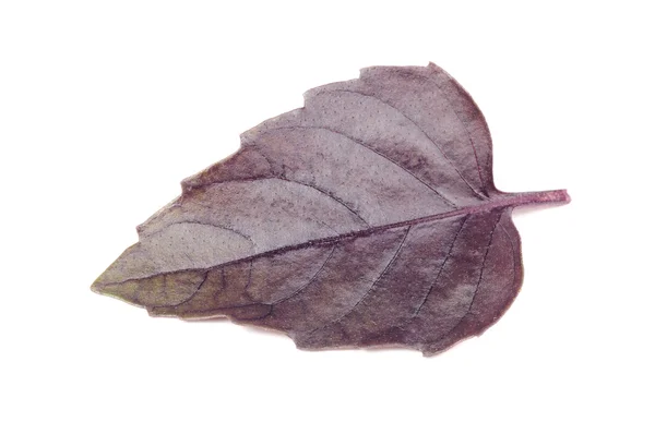 Πορφυρό βασιλικό φύλλα — Φωτογραφία Αρχείου