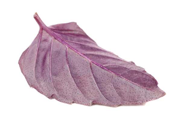 紫のバジルの葉裏 — ストック写真